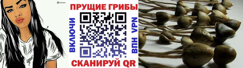 Галлюциногенные грибы прущие грибы  хочу наркоту  Октябрьский 